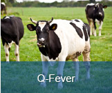 Q-Fever